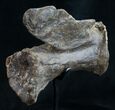 Diplodocus Caudal Vertebra - Dana Quarry #10107-3